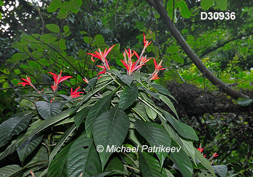 Aphelandra pulcherrima
